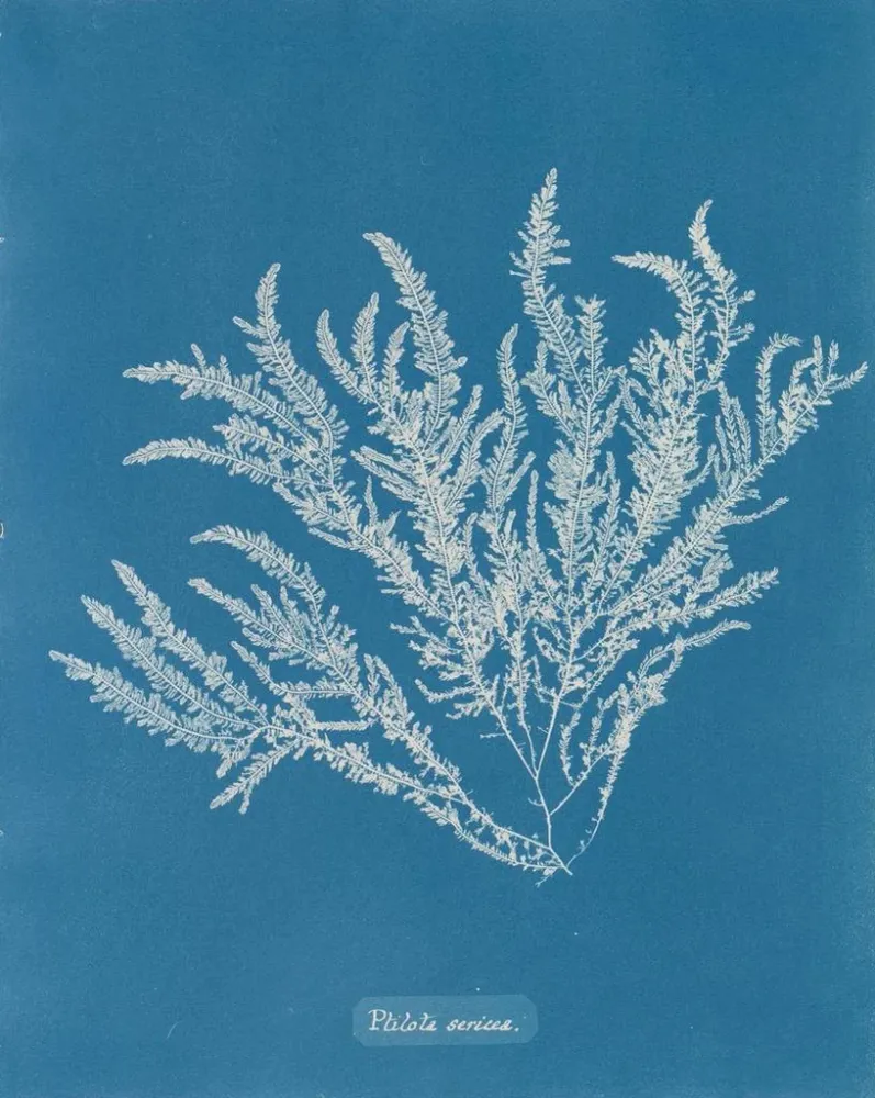Maalaus Ptilota sericea - Anna Atkins