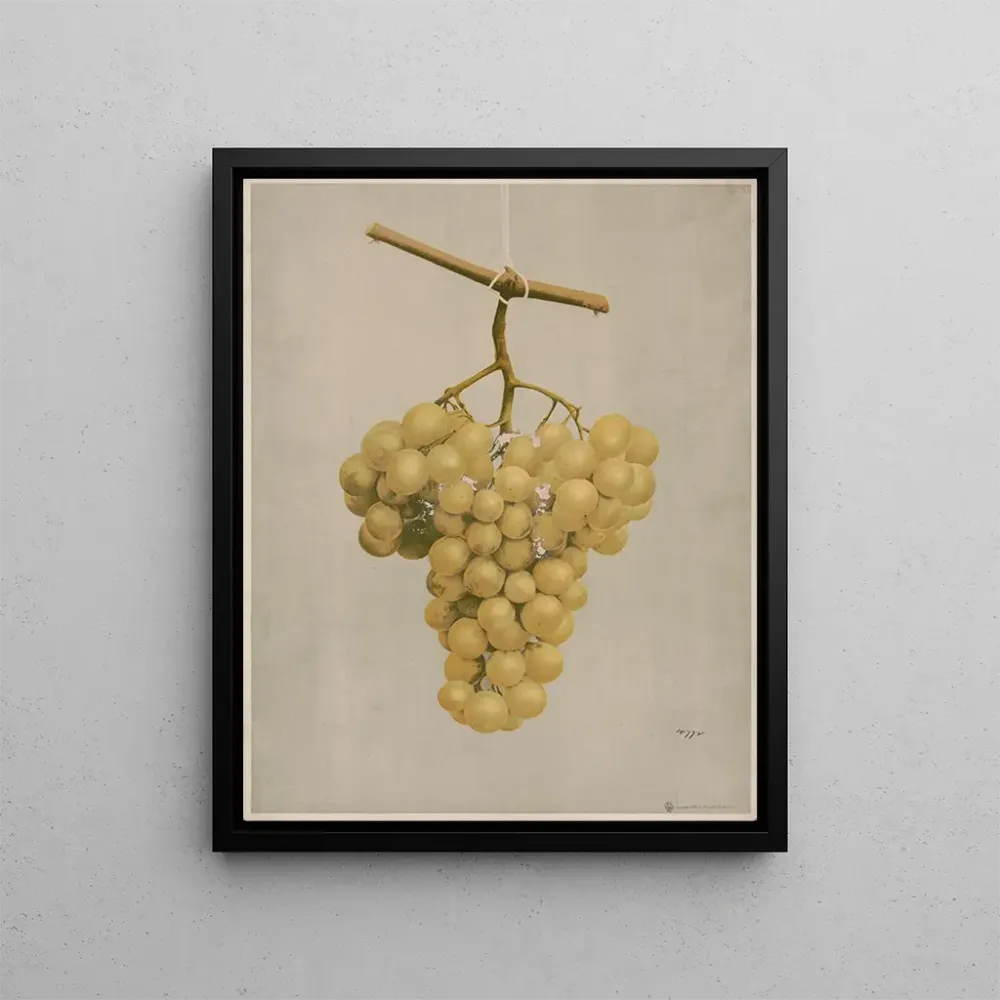 Maalaus Raisins Hamburg dorés primés - Louis Prang Co | Taidetuloste