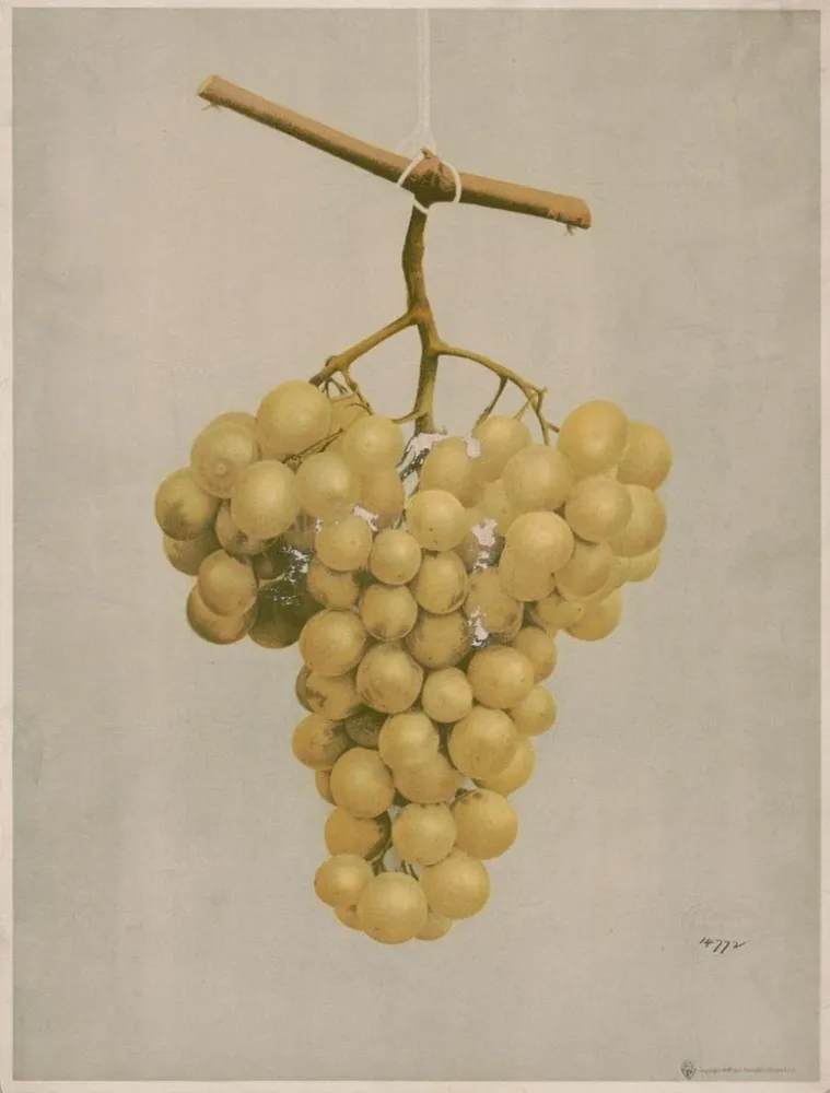 Maalaus Raisins Hamburg dorés primés - Louis Prang Co | Taidetuloste