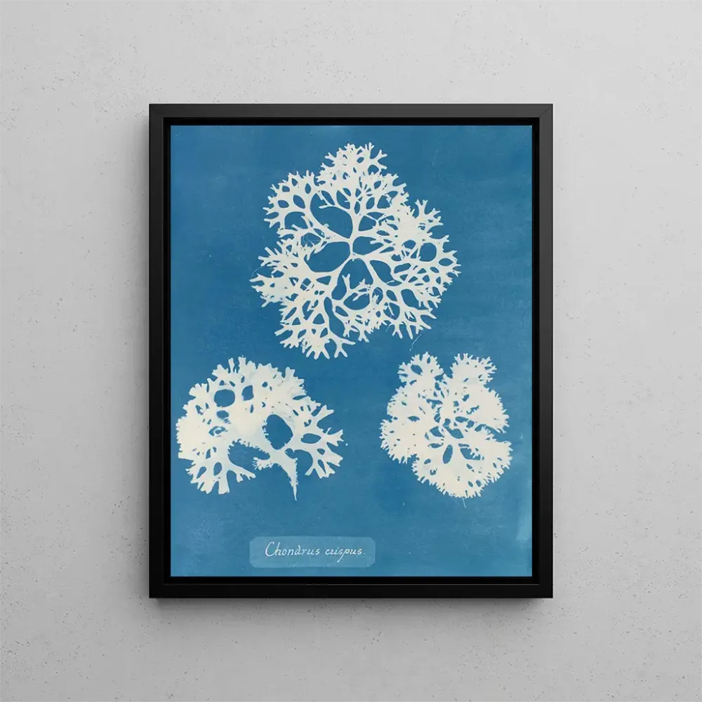 Maalaus Rapeakuorinen kotilo - Anna Atkins | Taidetuloste