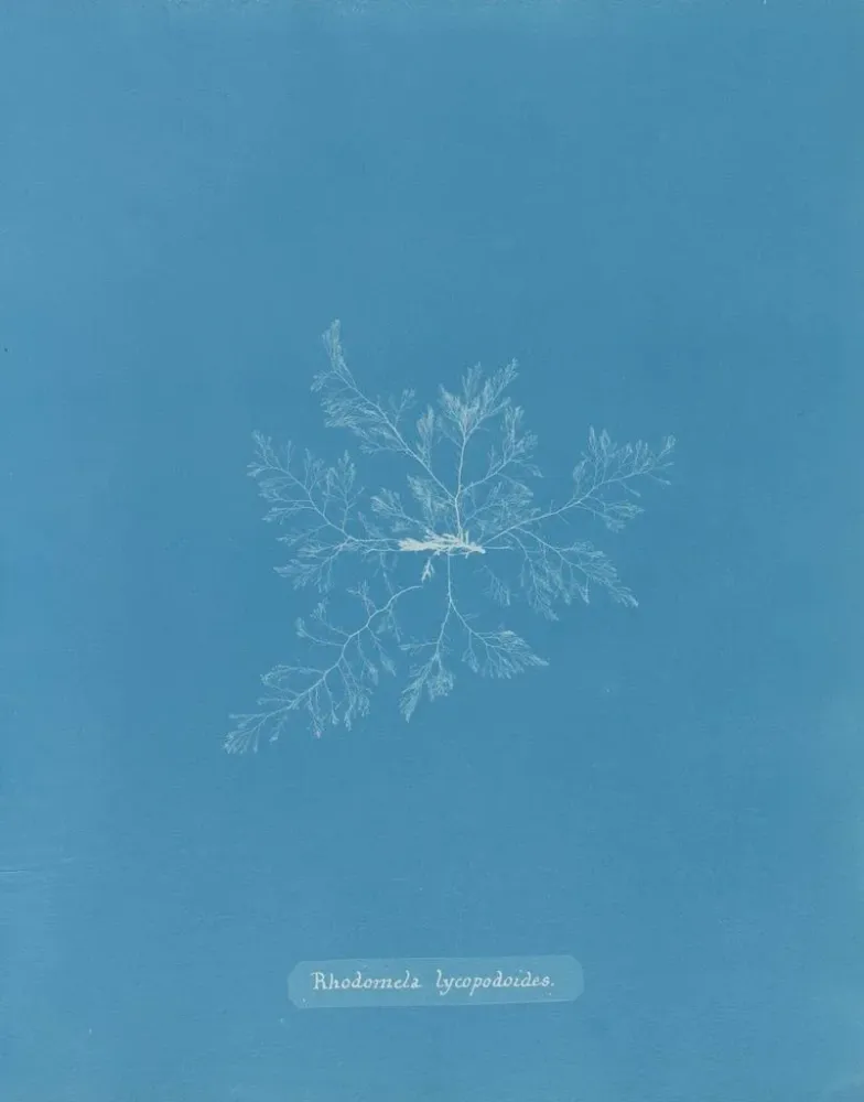 Maalaus Rhodomela lycopodoides - Anna Atkins | Taidetuloste