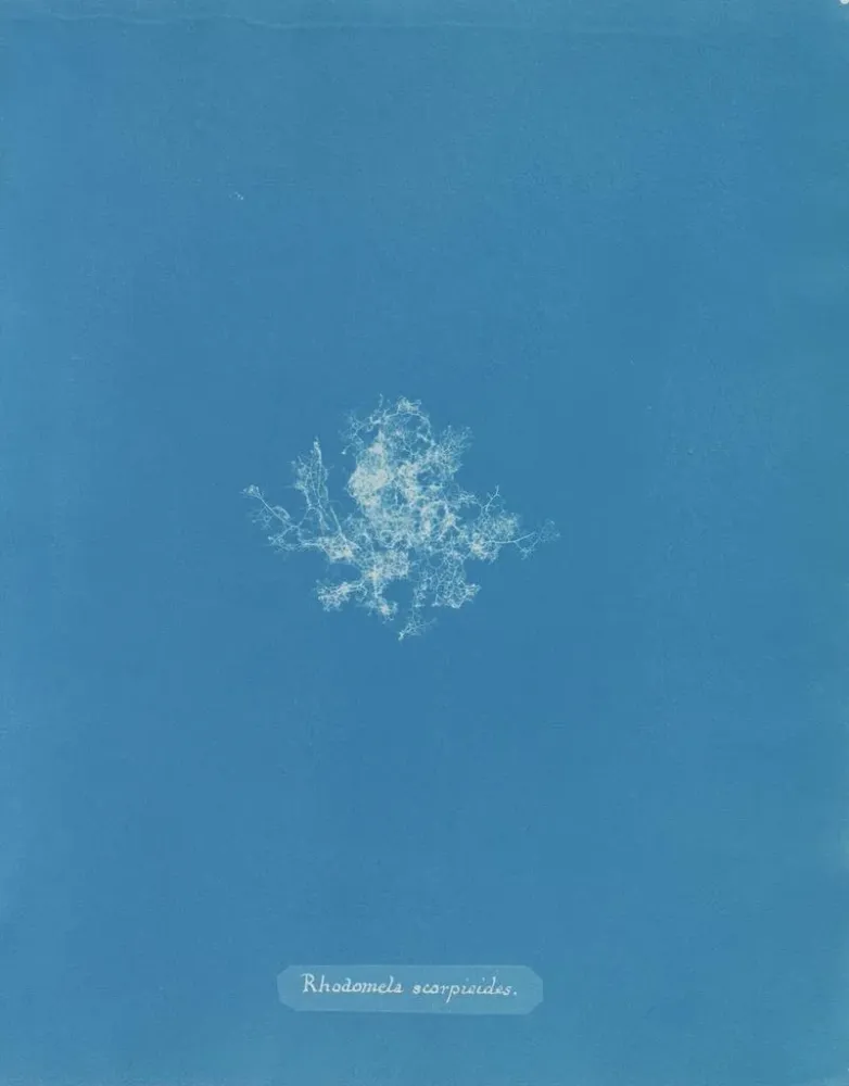 Maalaus Rhodomela scorpioides - Anna Atkins | Taidetuloste