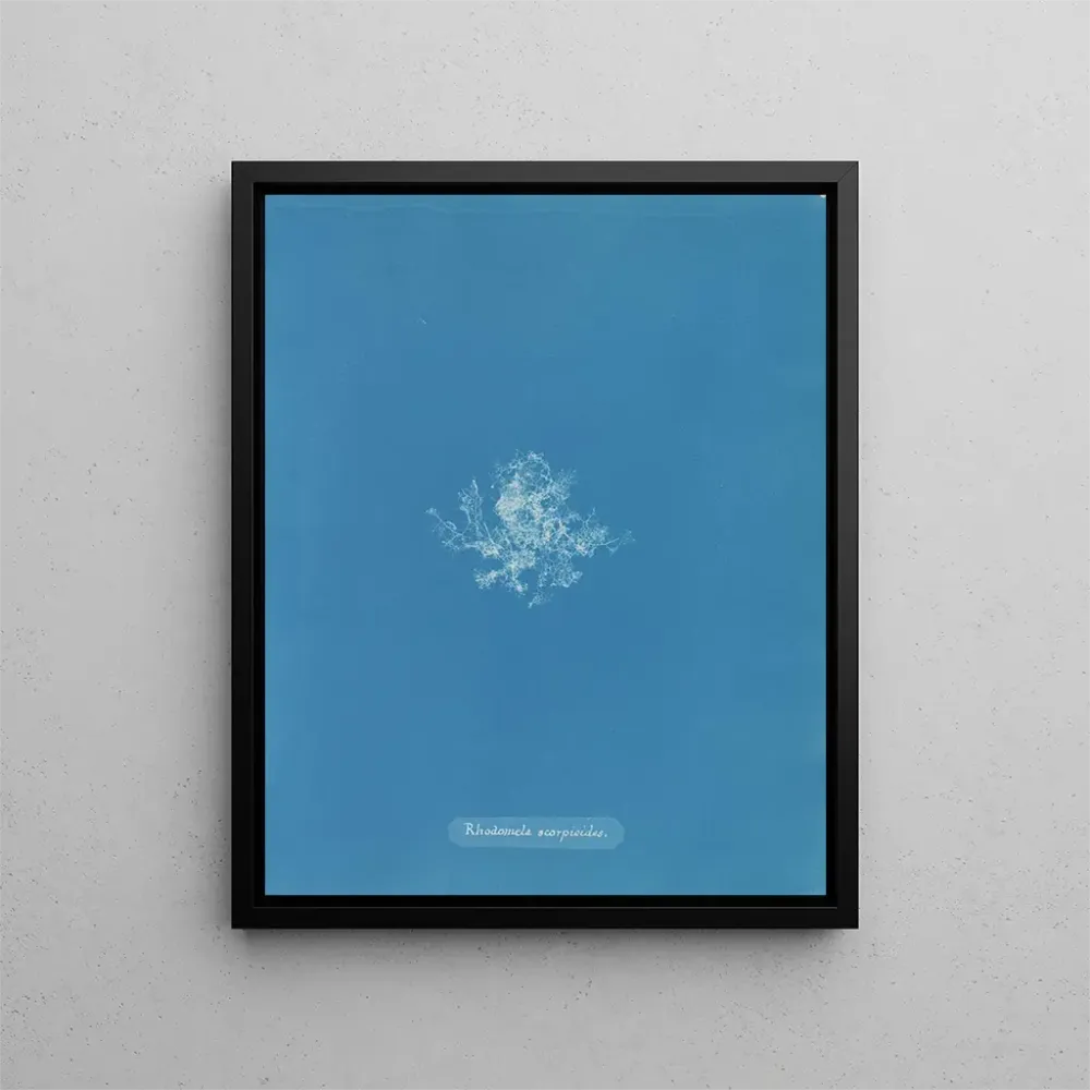 Maalaus Rhodomela scorpioides - Anna Atkins | Taidetuloste