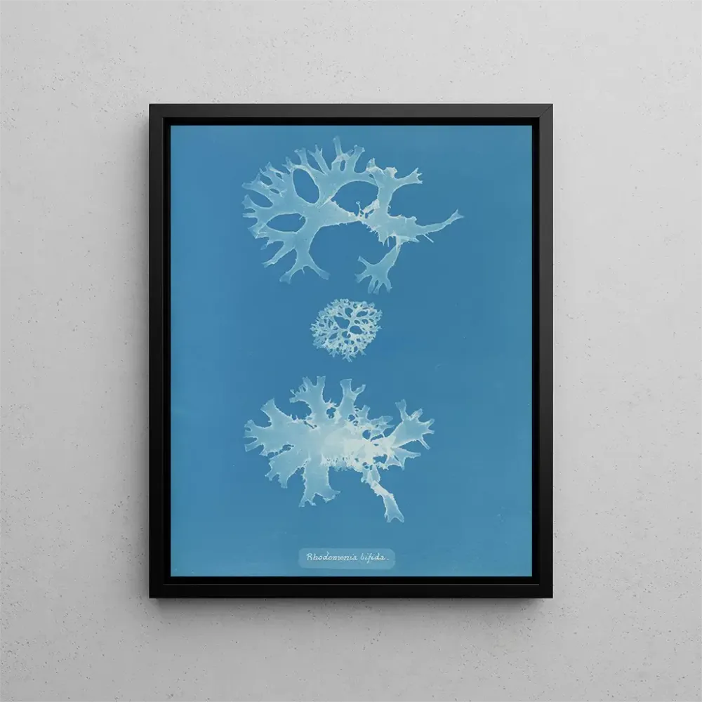Maalaus Rhodoménie bifida - Anna Atkins | Taidetuloste
