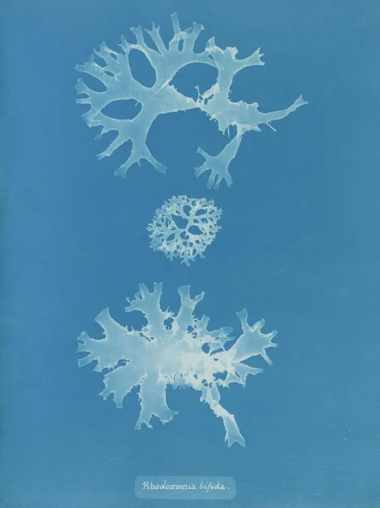 Maalaus Rhodoménie bifida - Anna Atkins | Taidetuloste