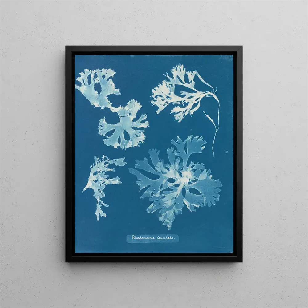 Maalaus Rhodoménie laciniata - Anna Atkins | Taidetuloste