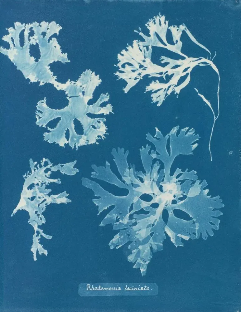 Maalaus Rhodoménie laciniata - Anna Atkins | Taidetuloste