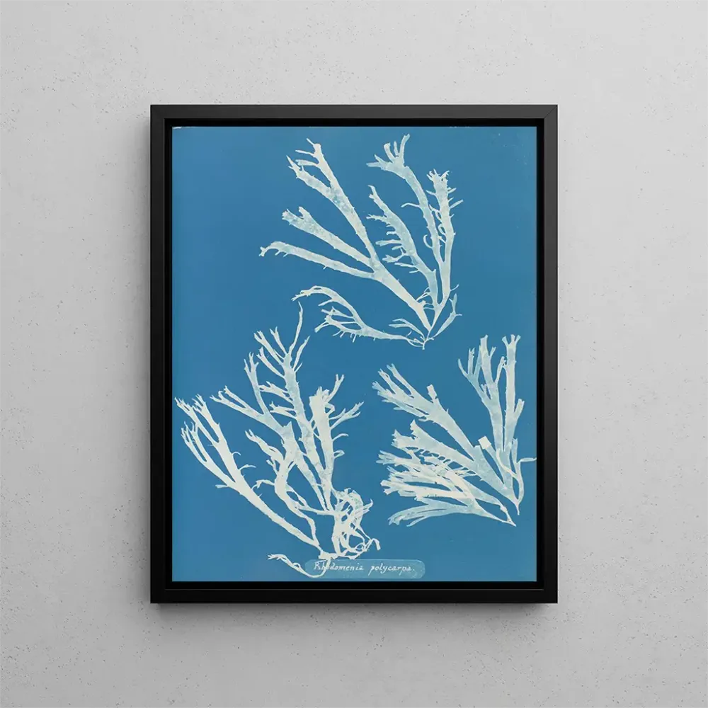 Maalaus Rhodoménie polycarpe - Anna Atkins | Taidetuloste