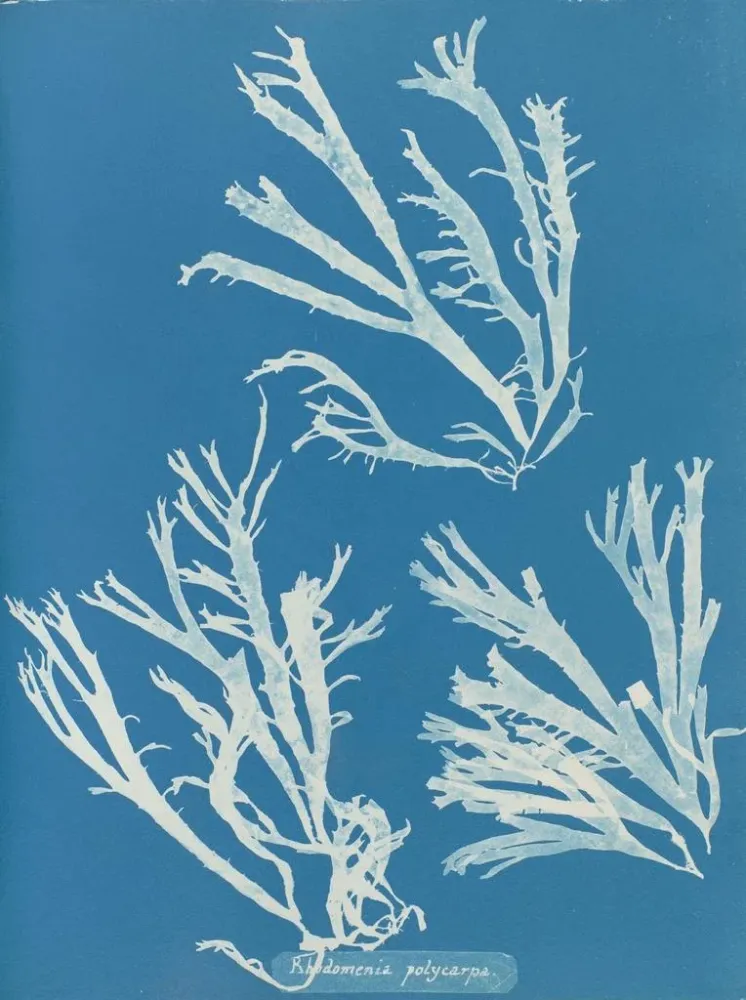 Maalaus Rhodoménie polycarpe - Anna Atkins | Taidetuloste
