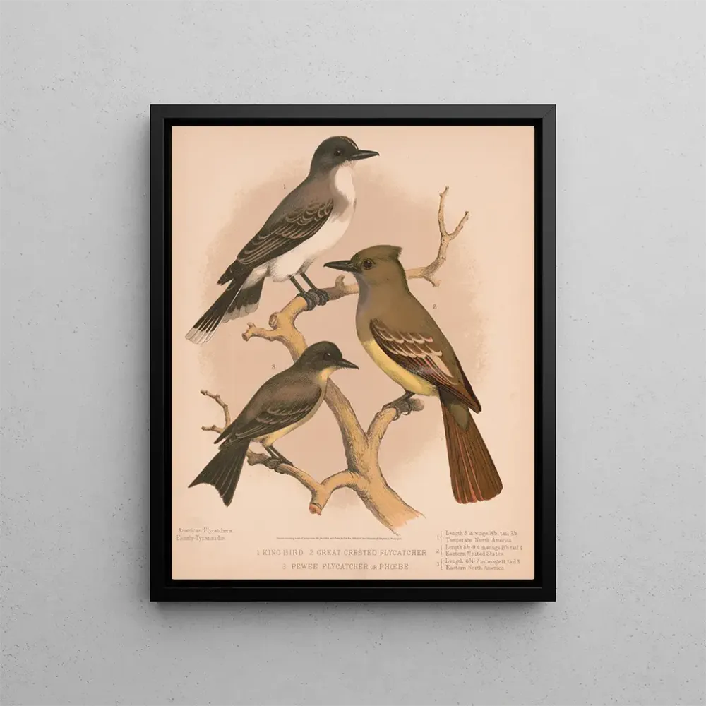Maalaus Un roi oiseau, un moucherolle à crête, un moucherolle pewee ou phbe - Louis Prang Co | Taidetuloste