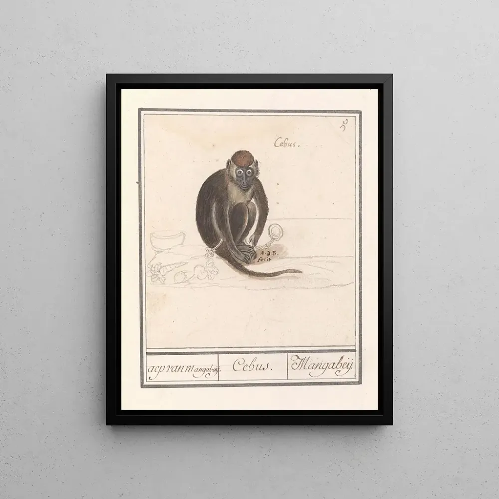 Maalaus Roodkopmangabey Cercocebus torquatus aep de Mangabaij Cebus Mangabeij - Anselmus Botius de Boodt | Taidetuloste