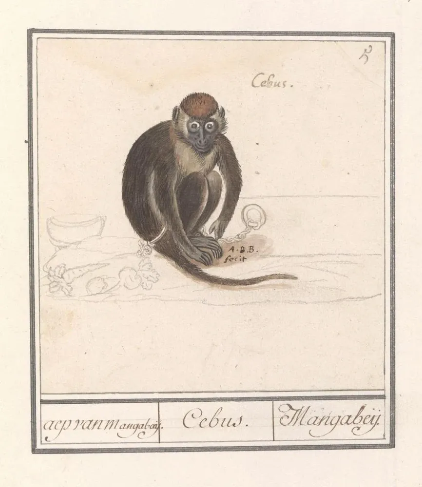 Maalaus Roodkopmangabey Cercocebus torquatus aep de Mangabaij Cebus Mangabeij - Anselmus Botius de Boodt | Taidetuloste