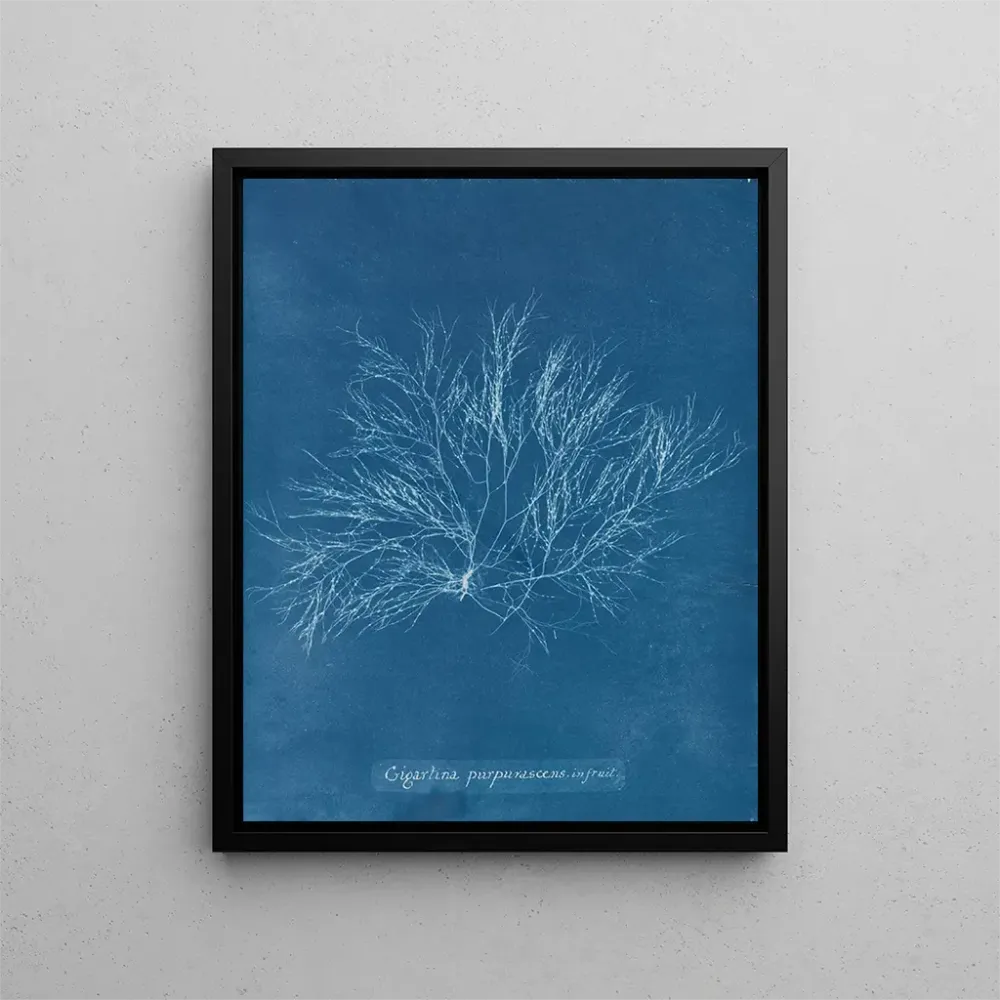 Maalaus Roosa violetti jättiläinen hedelmässä - Anna Atkins | Taidetuloste