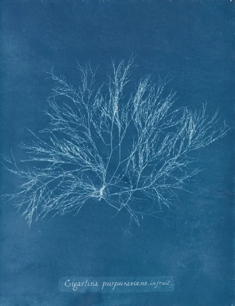 Maalaus Roosa violetti jättiläinen hedelmässä - Anna Atkins | Taidetuloste