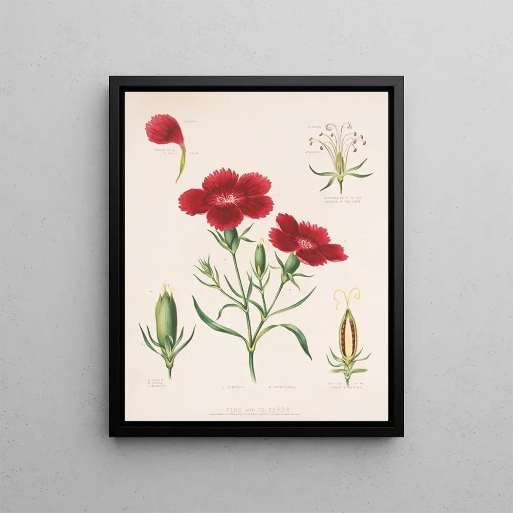 Maalaus Rose et ses parties - Louis Prang Co | Taidetuloste