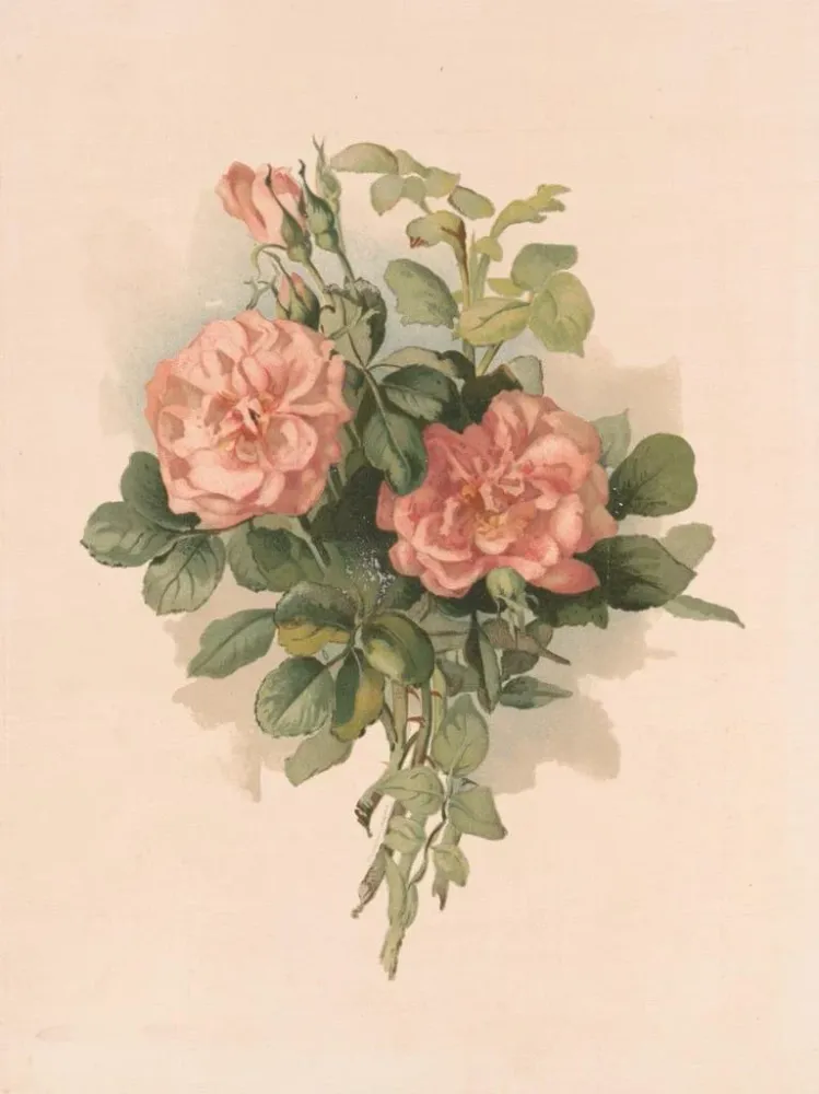 Maalaus Roses blush - Annie Nowell | Taidetuloste