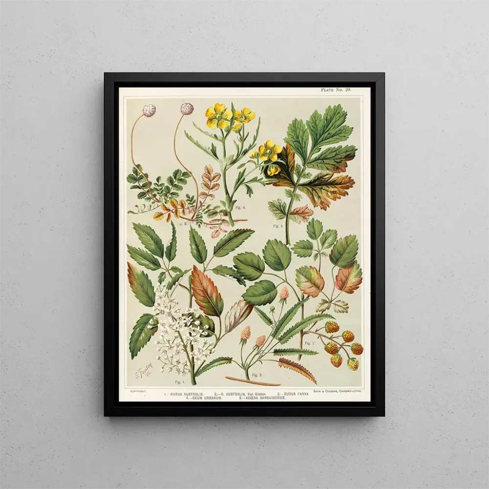Maalaus 1 Rubus australis 2 Rubus australis var. glaber 3 Rubus parva 4 Geum urbanum 5 Acaena sanguisorba - Sarah Featon |...