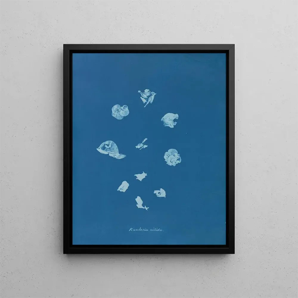Maalaus Ruisseaux brillants - Anna Atkins | Taidetuloste