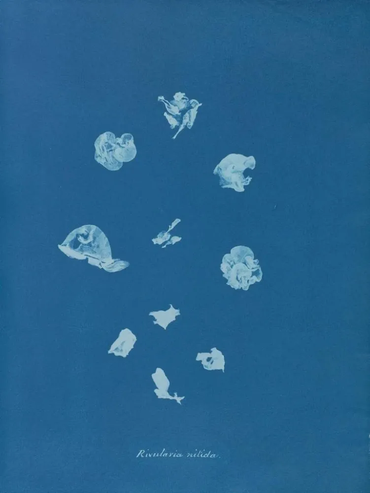 Maalaus Ruisseaux brillants - Anna Atkins | Taidetuloste