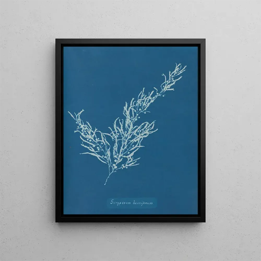 Maalaus Sargassum bacciferum - Anna Atkins | Taidetuloste