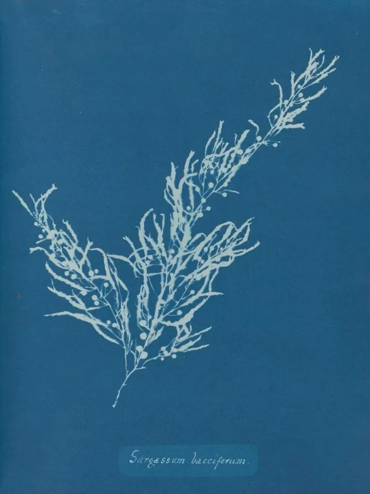 Maalaus Sargassum bacciferum - Anna Atkins | Taidetuloste