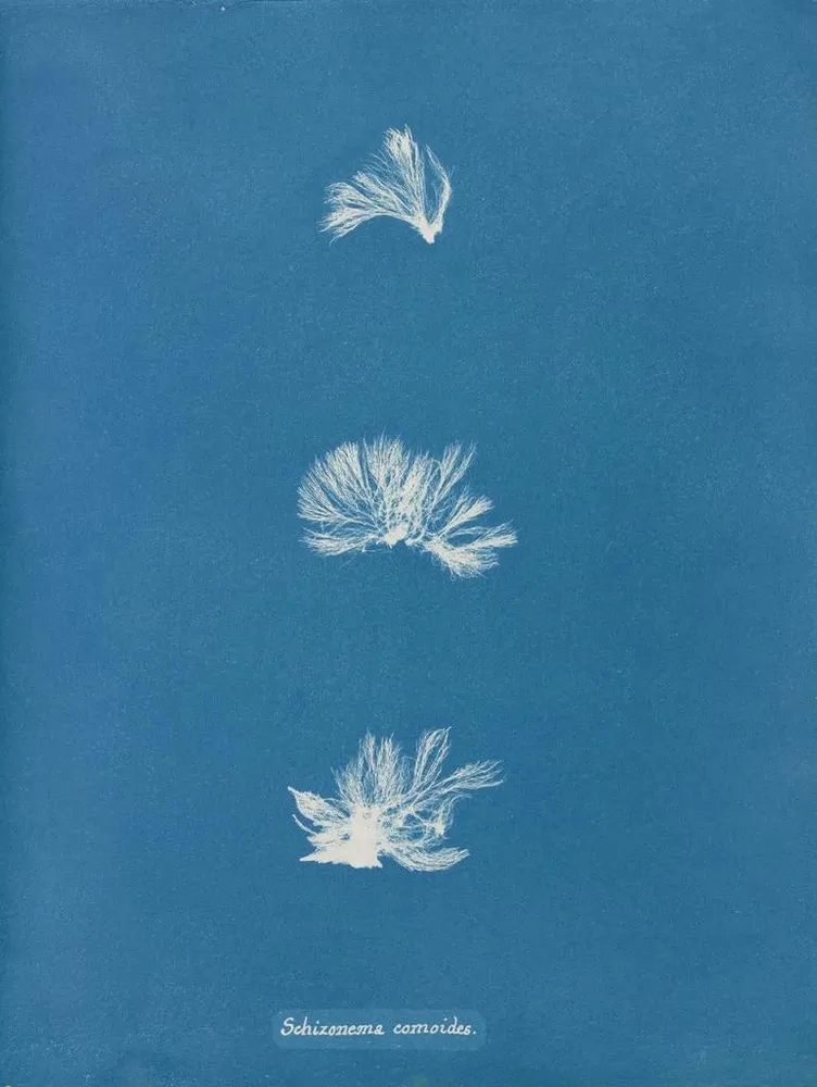 Maalaus Schizonema comoides - Anna Atkins
