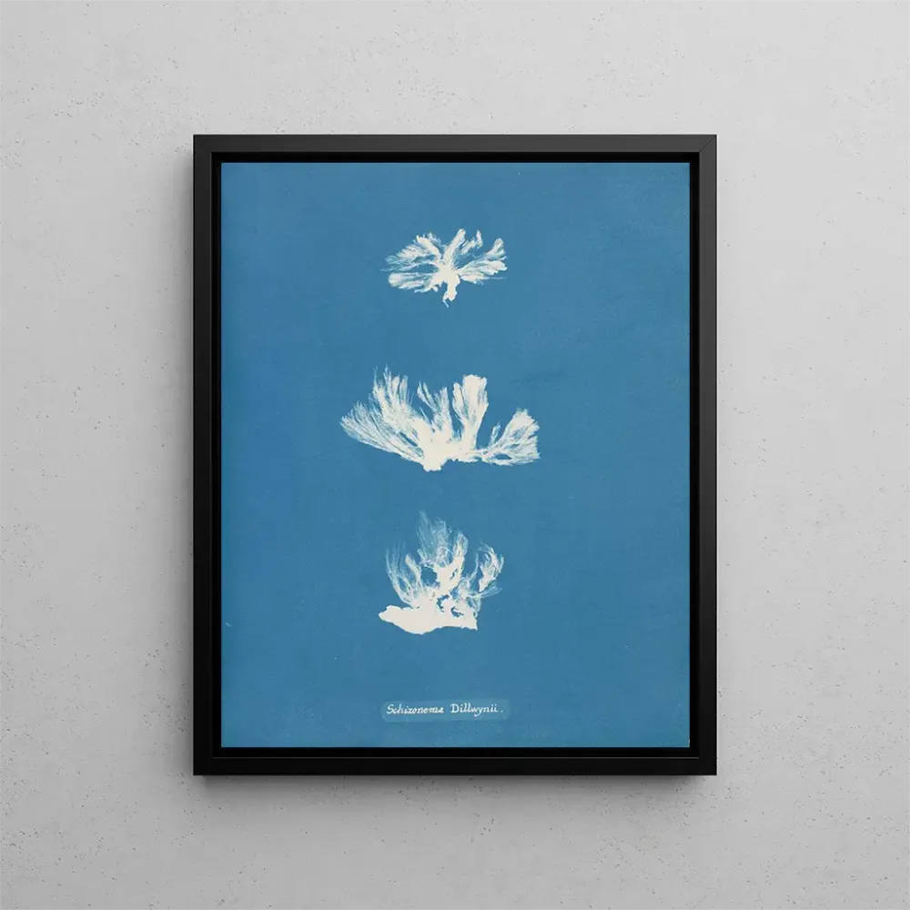 Maalaus Schizonema dillwynii - Anna Atkins | Taidetuloste