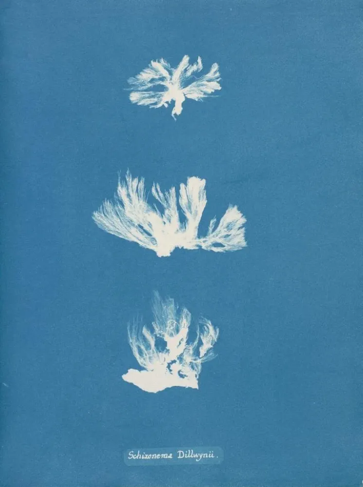 Maalaus Schizonema dillwynii - Anna Atkins | Taidetuloste