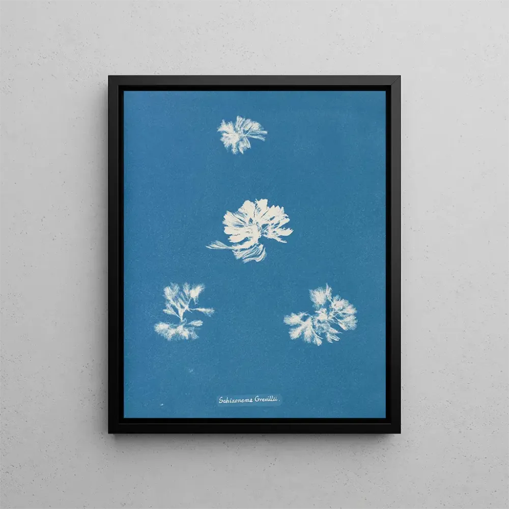Maalaus Schizonema grevillii - Anna Atkins | Taidetuloste