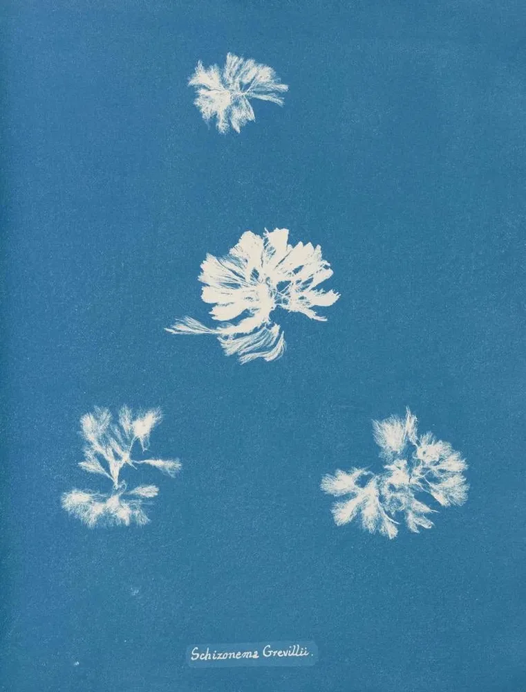 Maalaus Schizonema grevillii - Anna Atkins | Taidetuloste