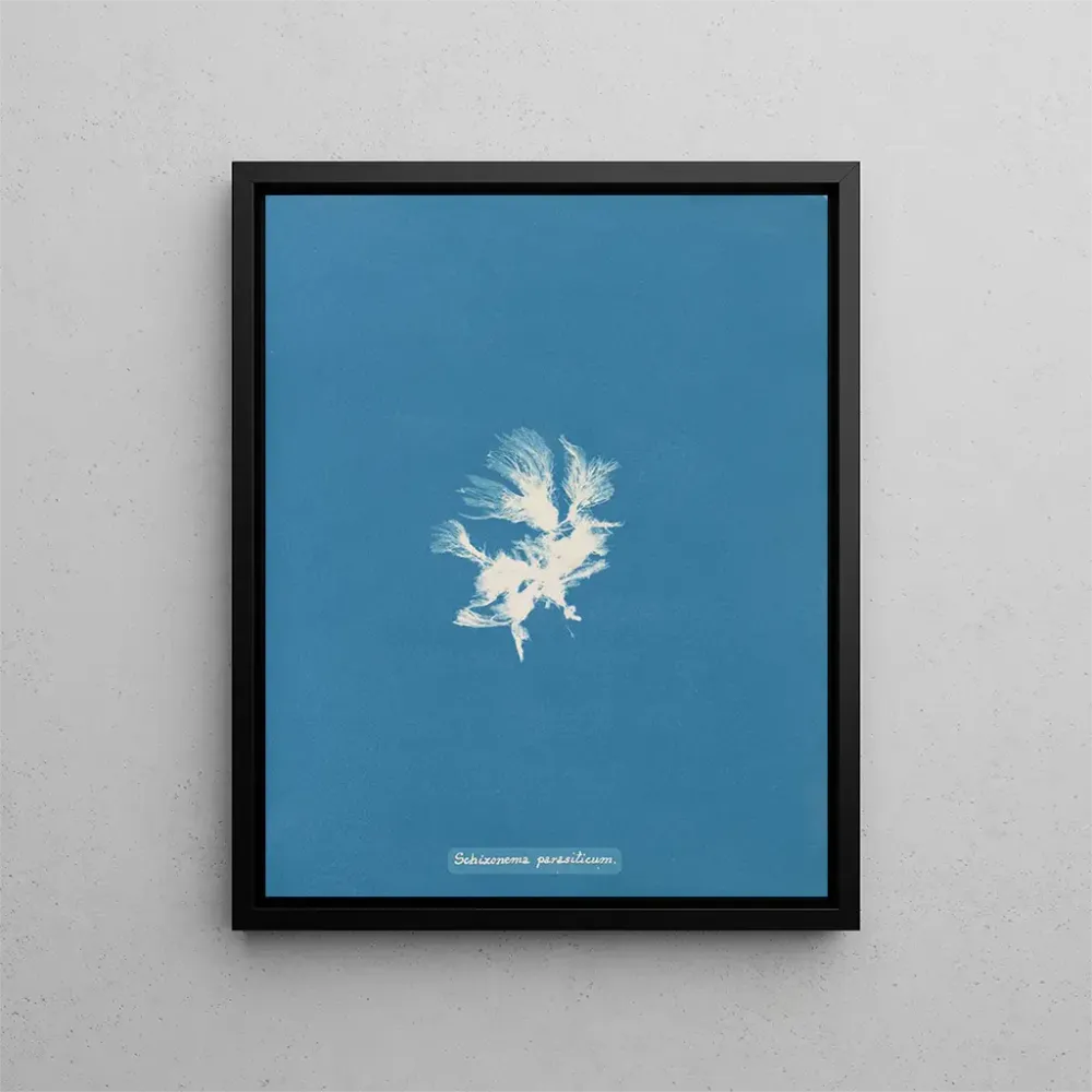 Maalaus Schizonema parasiticum - Anna Atkins | Taidetuloste
