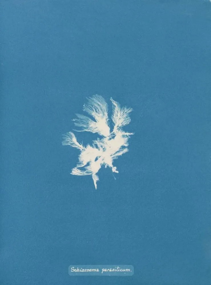 Maalaus Schizonema parasiticum - Anna Atkins | Taidetuloste
