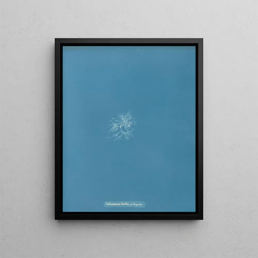 Maalaus Schizonema Smithii - Anna Atkins | Taidetuloste