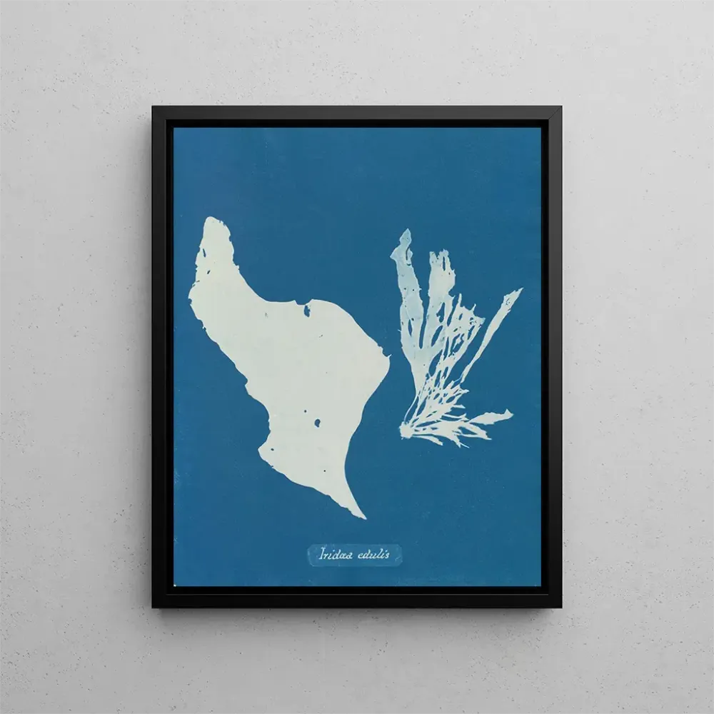 Maalaus Sinä syöt sateenkaaria - Anna Atkins | Taidetuloste