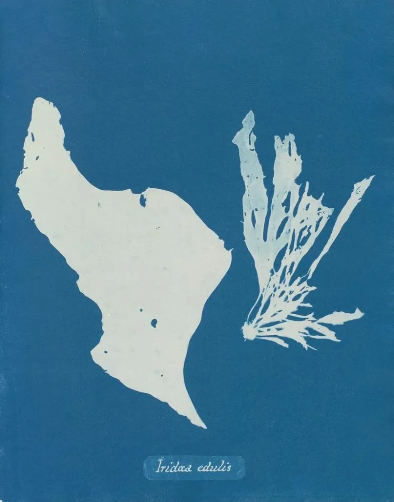 Maalaus Sinä syöt sateenkaaria - Anna Atkins | Taidetuloste