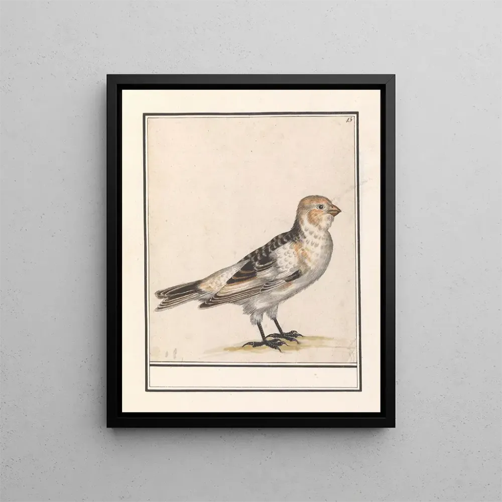 Maalaus Sneeuwgors Plectrophenax nivalis - Anselmus Botius de Boodt | Taidetuloste