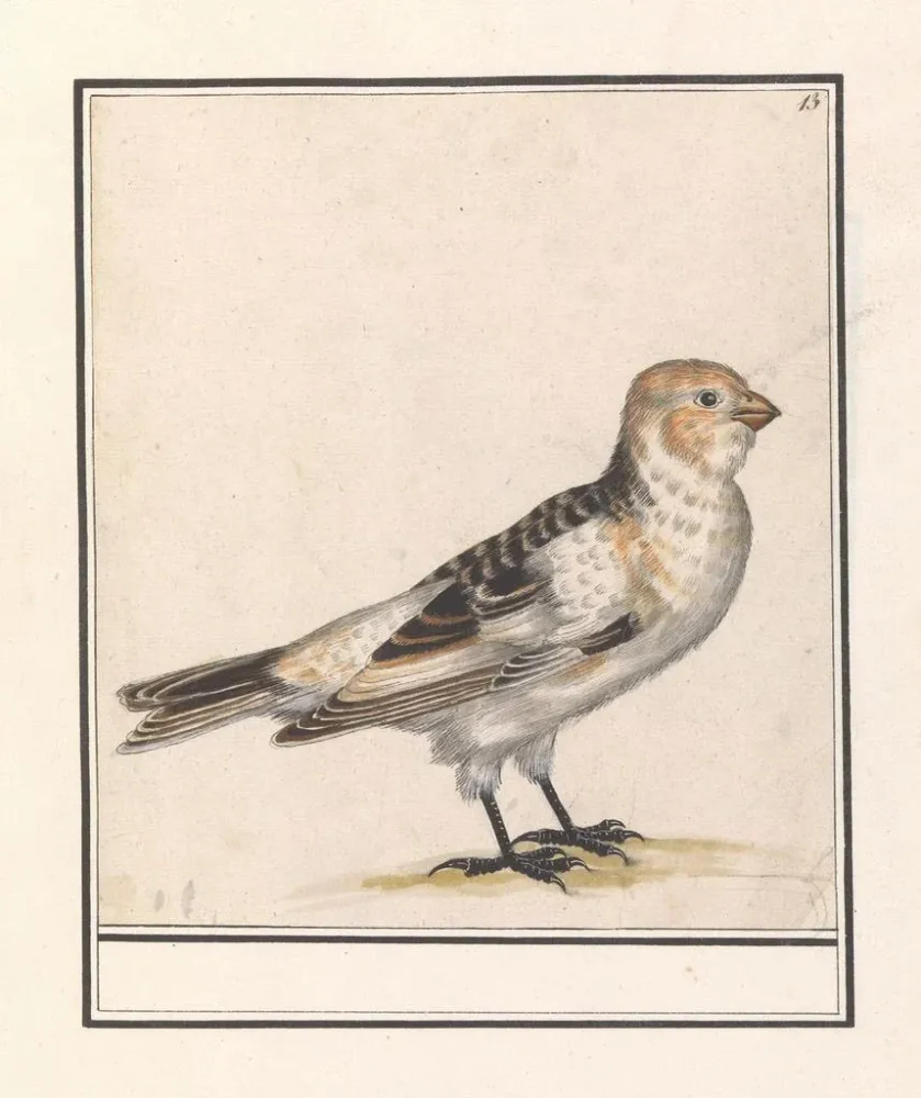 Maalaus Sneeuwgors Plectrophenax nivalis - Anselmus Botius de Boodt | Taidetuloste