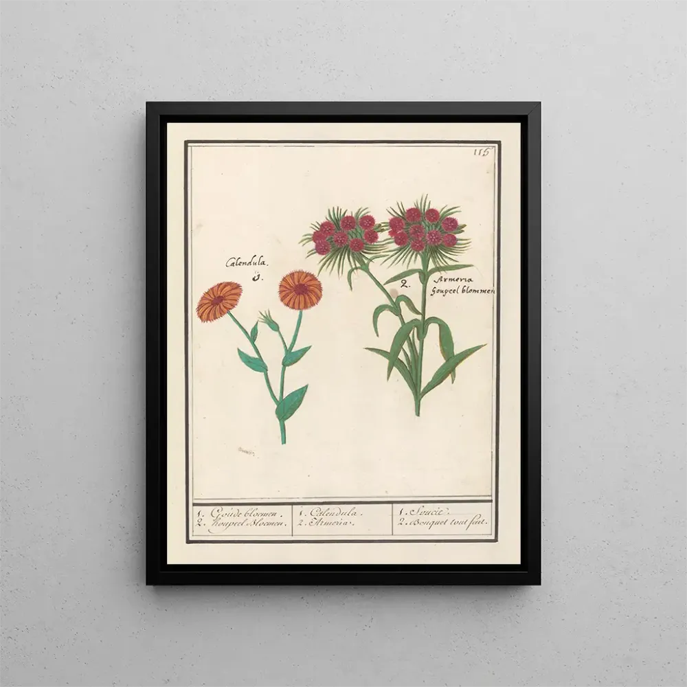 Maalaus Souci Calendula ja runoilijan neilikkä Dianthus barbatus 1 kultaista kukkaa 2 kukkaa houppeel - Anselmus Botius de...