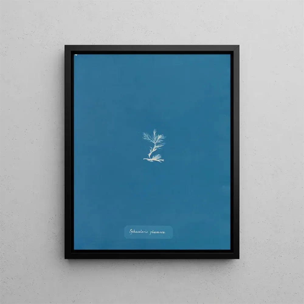 Maalaus Sphacelaria plumosa - Anna Atkins | Taidetuloste