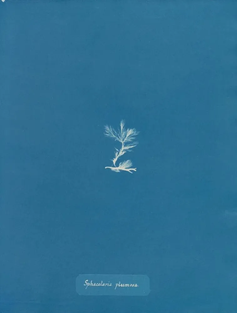 Maalaus Sphacelaria plumosa - Anna Atkins | Taidetuloste