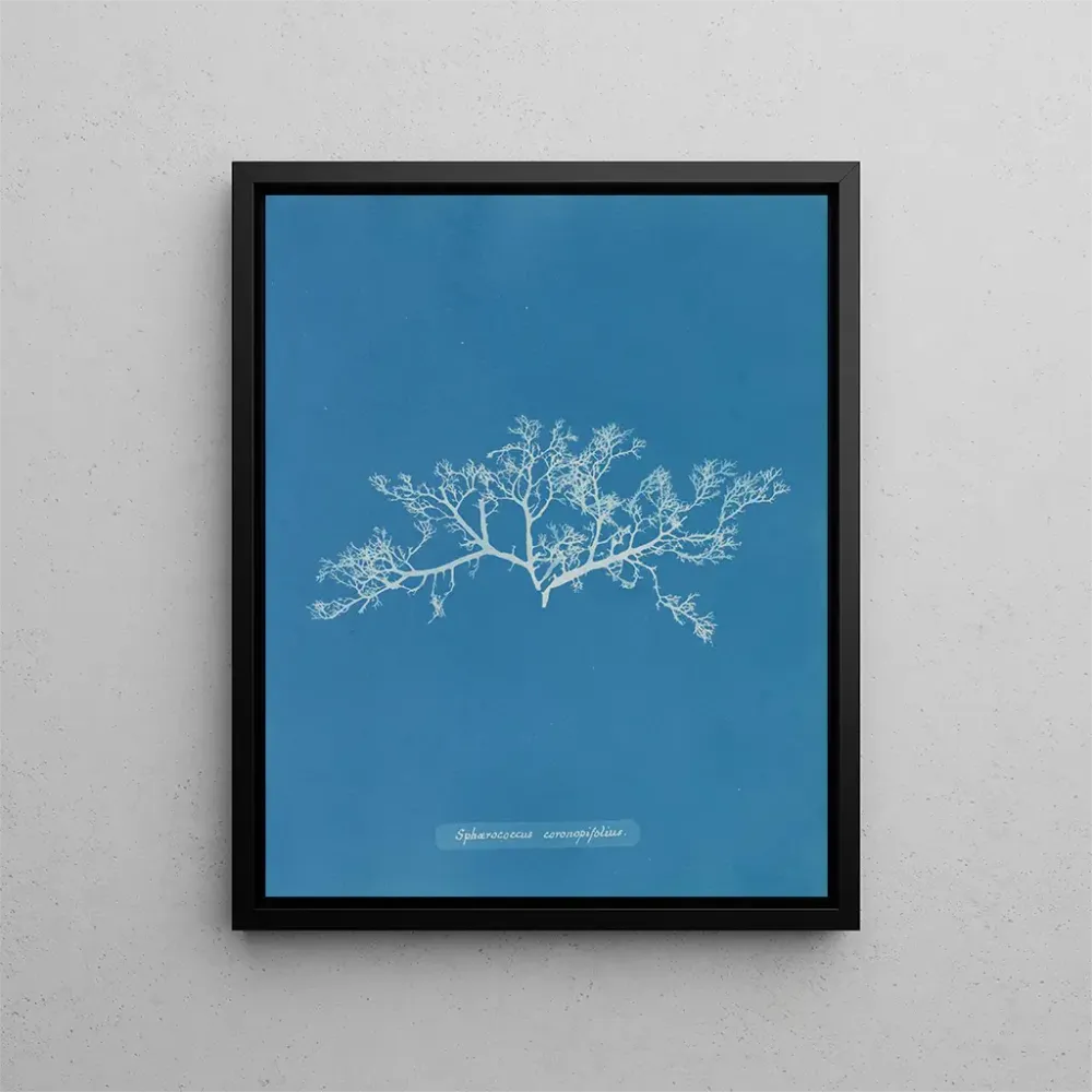 Maalaus Sphaerococcus coronopifolius - Anna Atkins | Taidetuloste