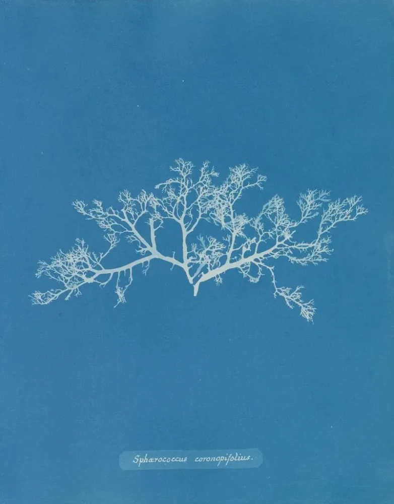 Maalaus Sphaerococcus coronopifolius - Anna Atkins | Taidetuloste