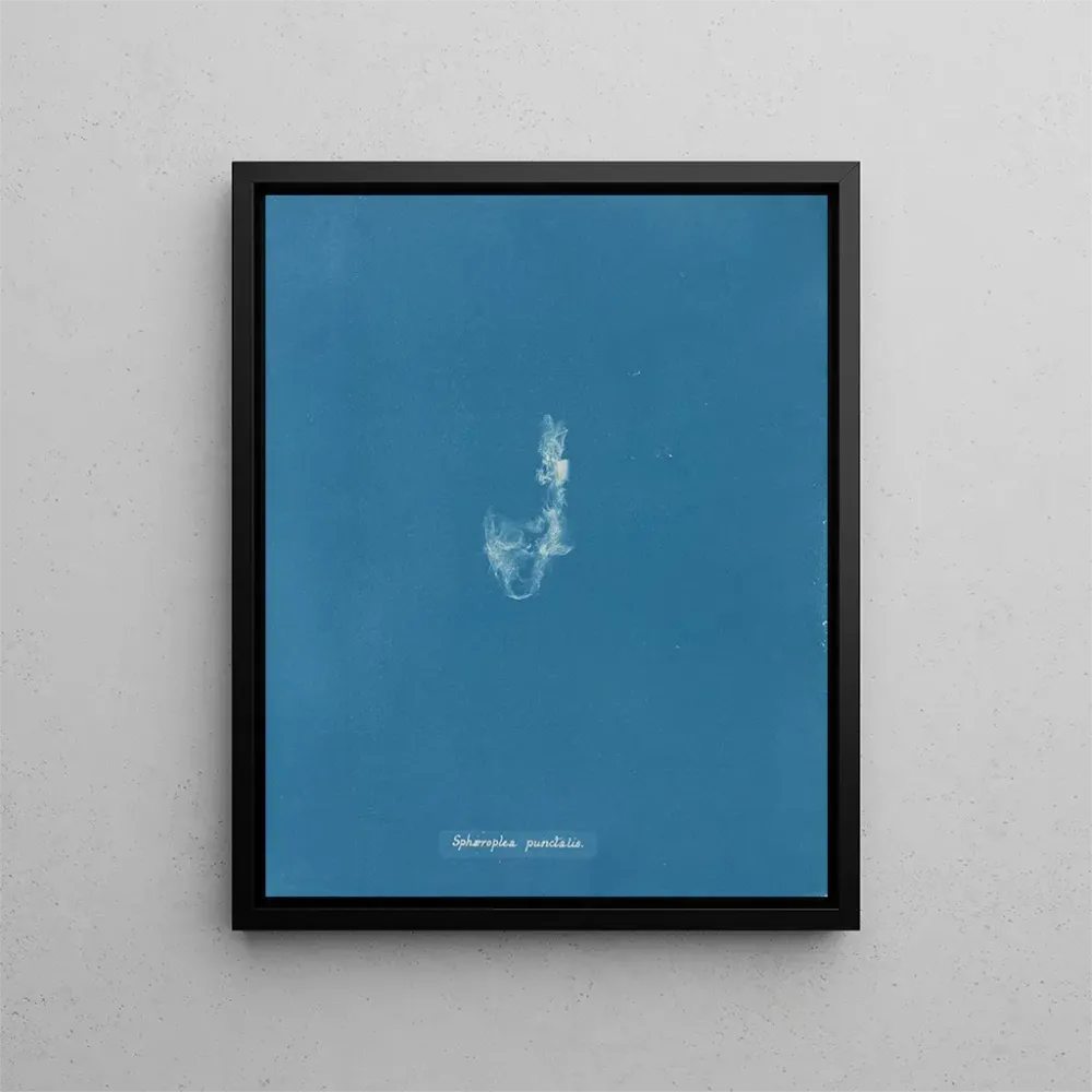 Maalaus Sphaeroplea punctalis - Anna Atkins | Taidetuloste
