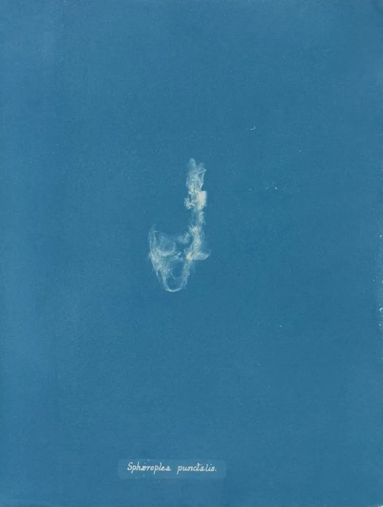 Maalaus Sphaeroplea punctalis - Anna Atkins | Taidetuloste