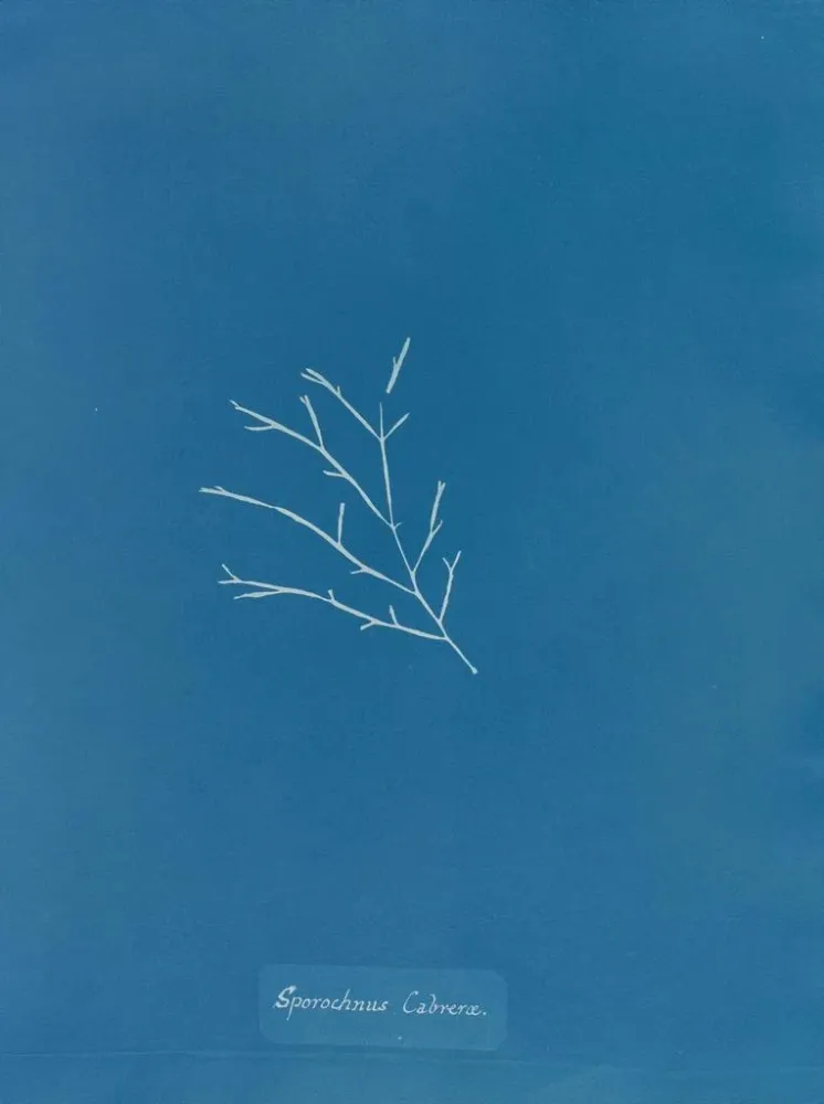 Maalaus Sporochnus cabrer - Anna Atkins | Taidetuloste