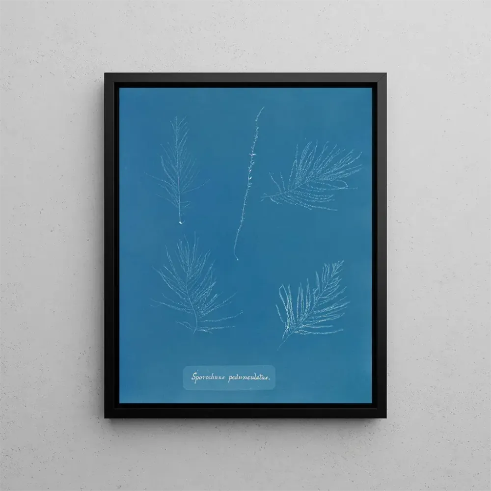 Maalaus Sporochnus pedunculatus - Anna Atkins | Taidetuloste