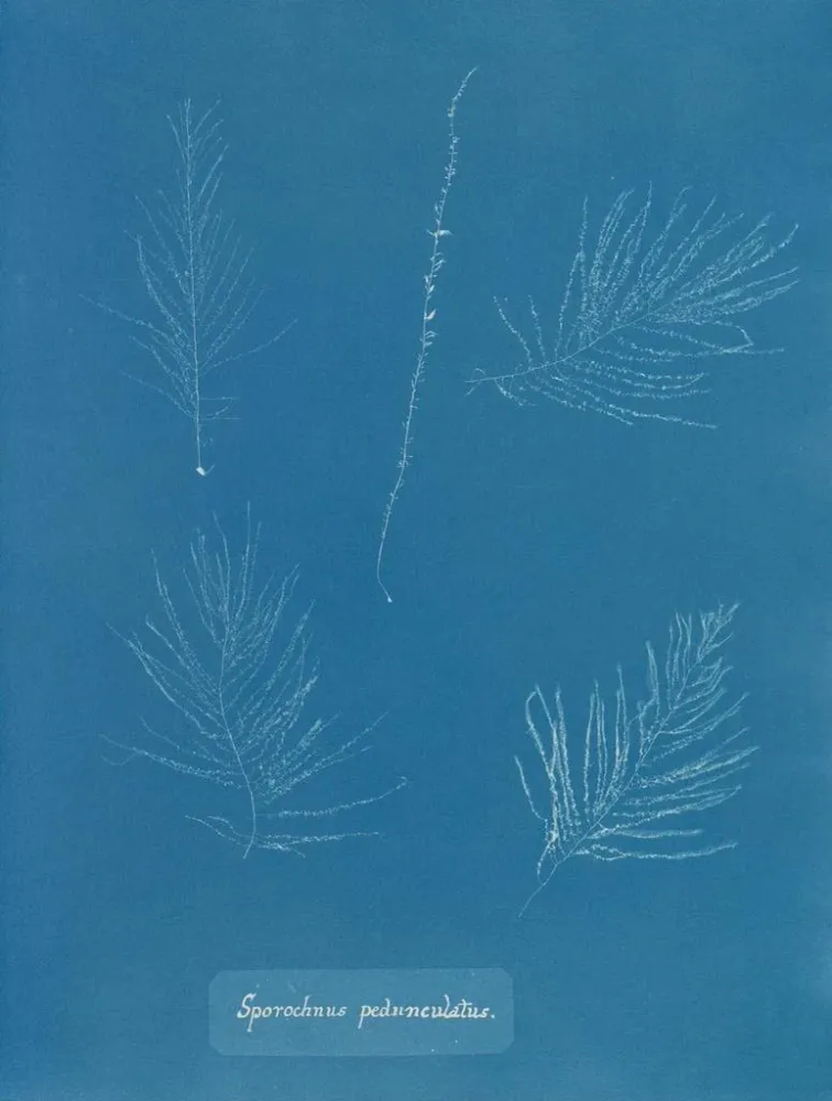 Maalaus Sporochnus pedunculatus - Anna Atkins | Taidetuloste