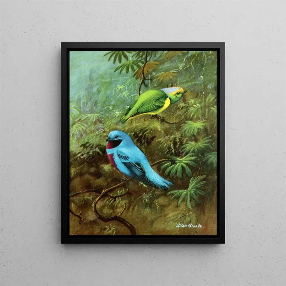 Maalaus Tangara du Costa Rica et joli cotinga - Allan Brooks | Taidetuloste