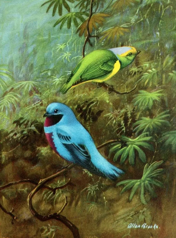 Maalaus Tangara du Costa Rica et joli cotinga - Allan Brooks | Taidetuloste