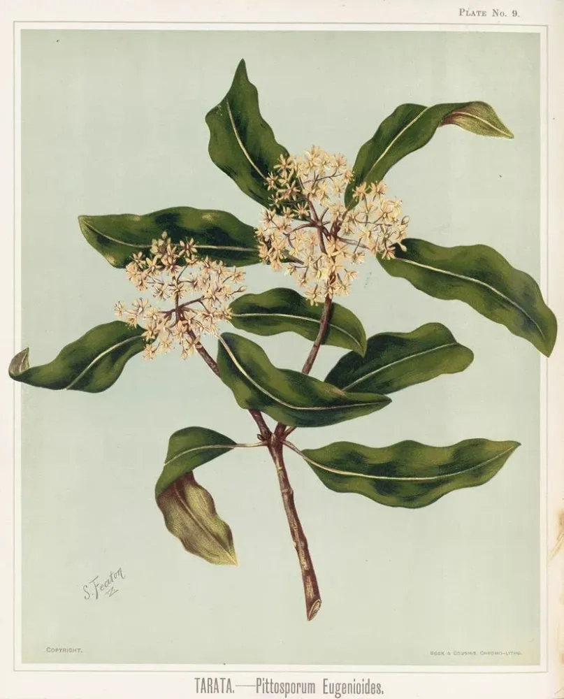 Maalaus Tarata Pittosporum eugenioides, Lehtiö 9 - Sarah Featon | Taidetuloste